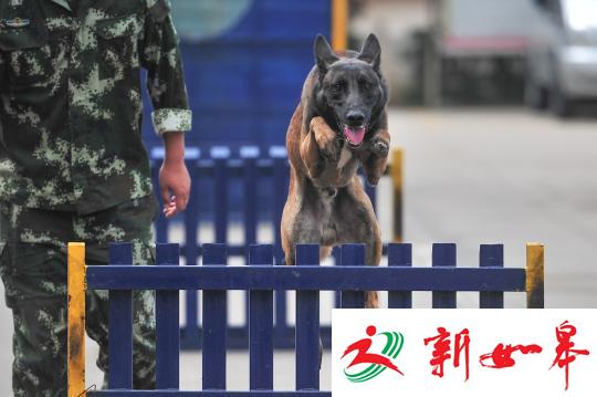 搜救犬是怎样练成的：享受国家编制 退休有保障