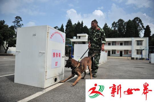 搜救犬是怎样练成的：享受国家编制 退休有保障